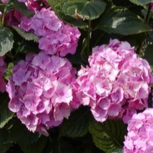 Meet your Posher, Enedina